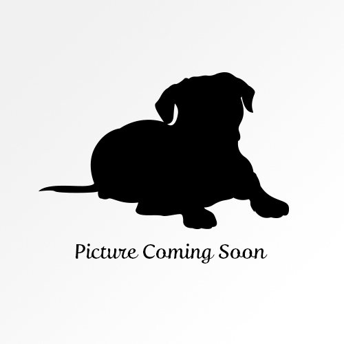 Puppy Image Placeholder - Bernedoodle Puppy from Trinity Alps Bernedoodles