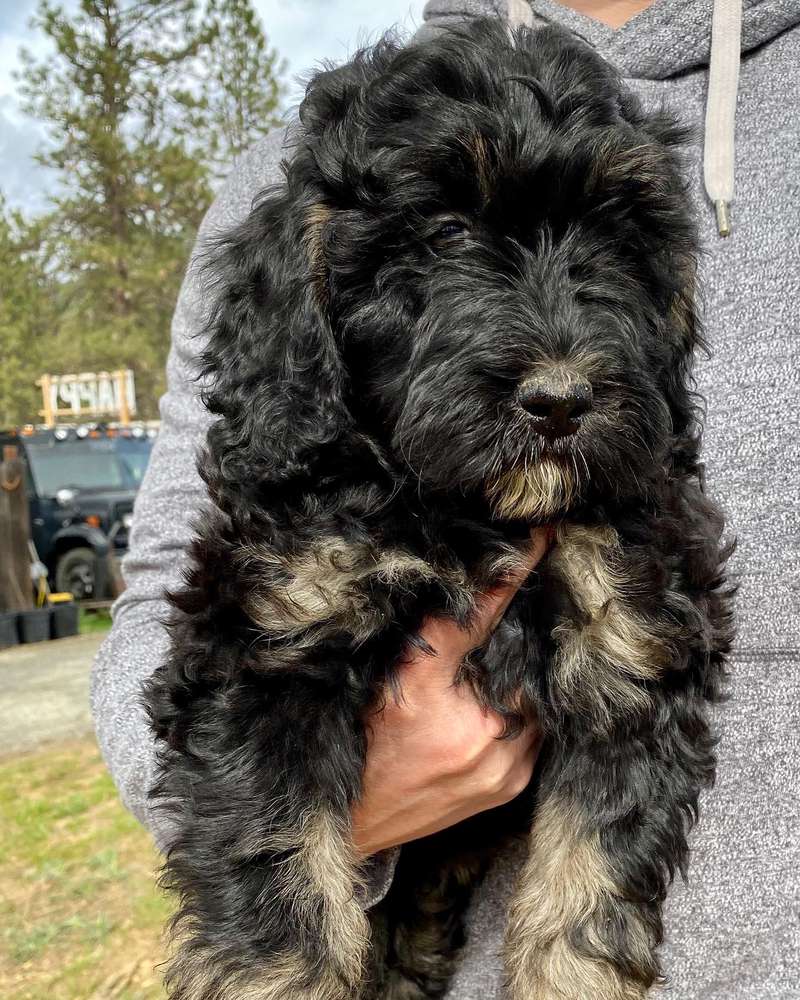 Audi Lou and Reeves’ Purple - Additional Image of Bernedoodle Puppy