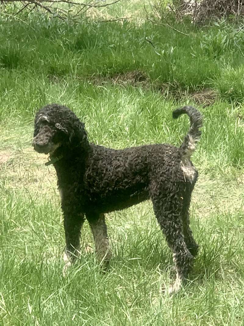 Marchi of Vegas Poodles puppy picture
