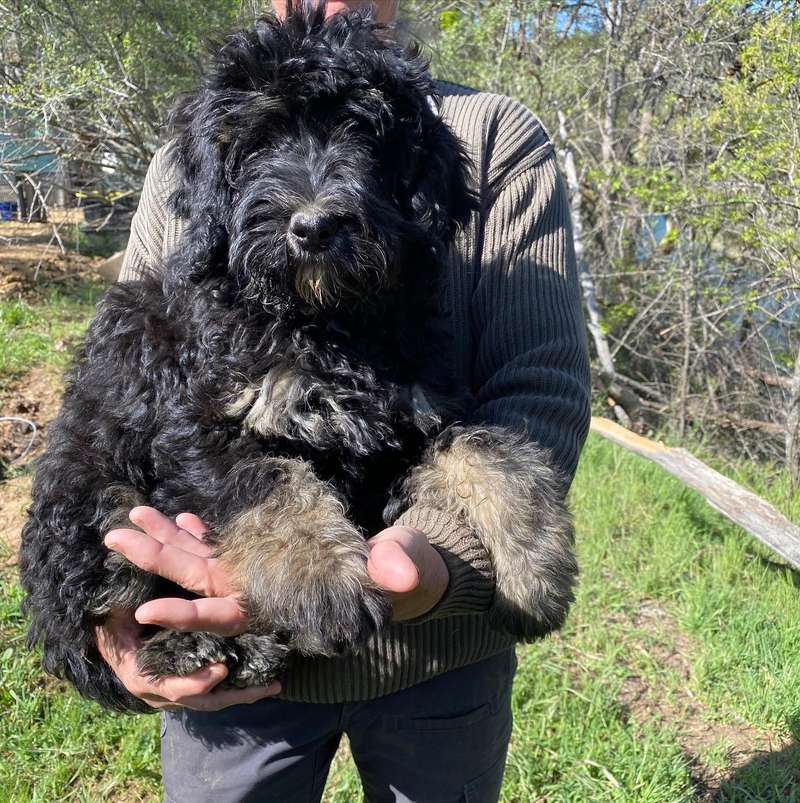 Audi Lou and Reeves’ Purple - Bernedoodle Puppy from Trinity Alps Bernedoodles