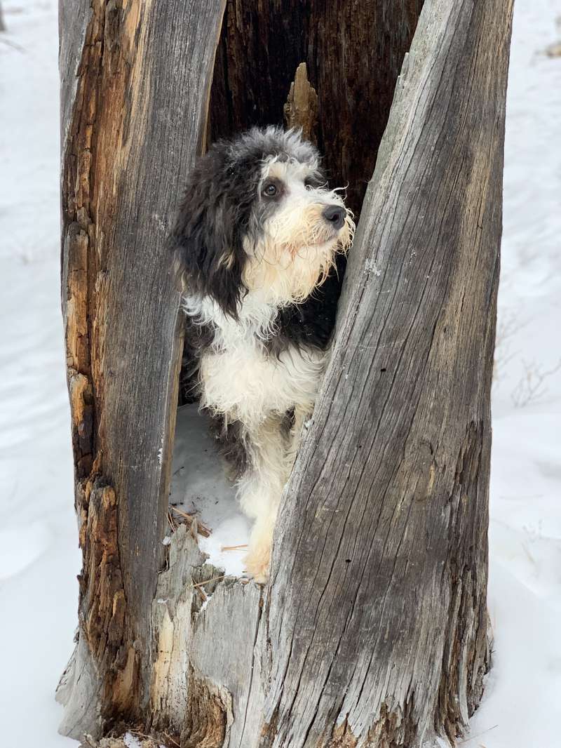 Rufus - Parent Dog at Trinity Alps Bernedoodles
