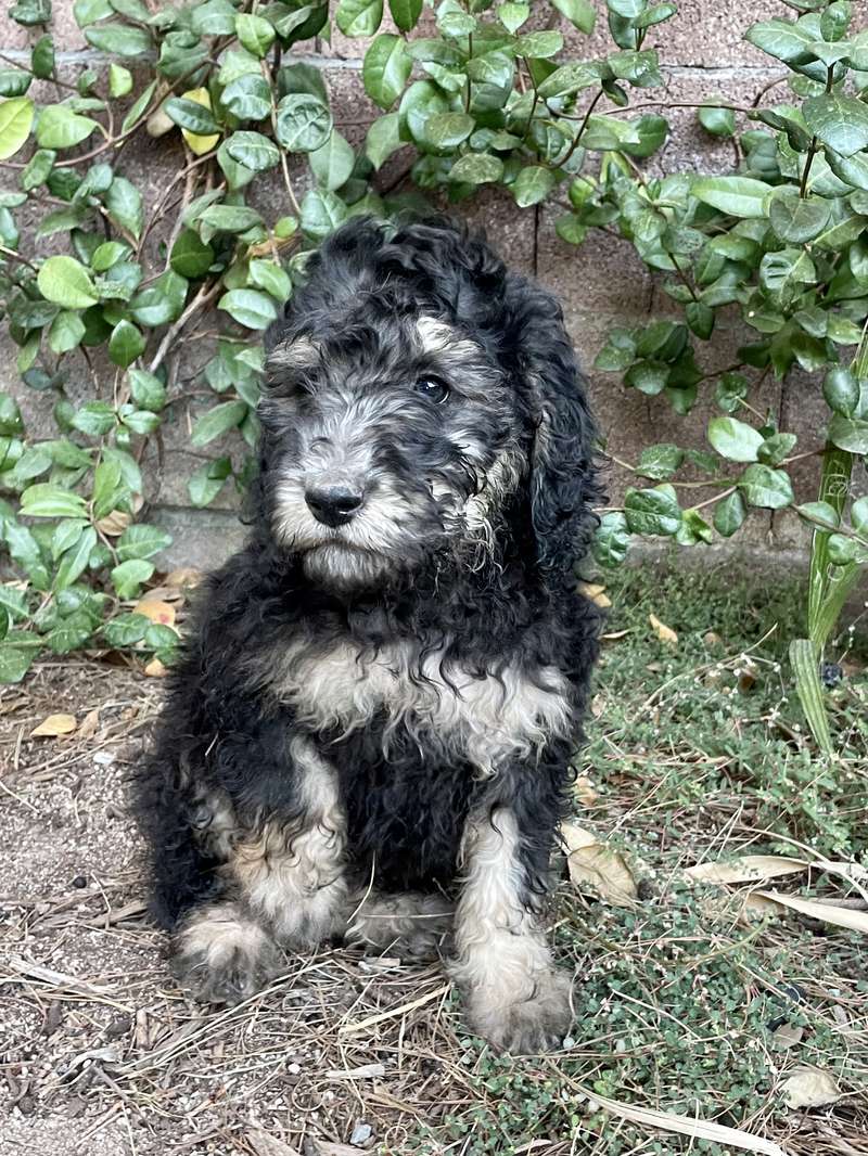 Marchi and Rufus’ Purple Girl - Bernedoodle Puppy from Trinity Alps Bernedoodles