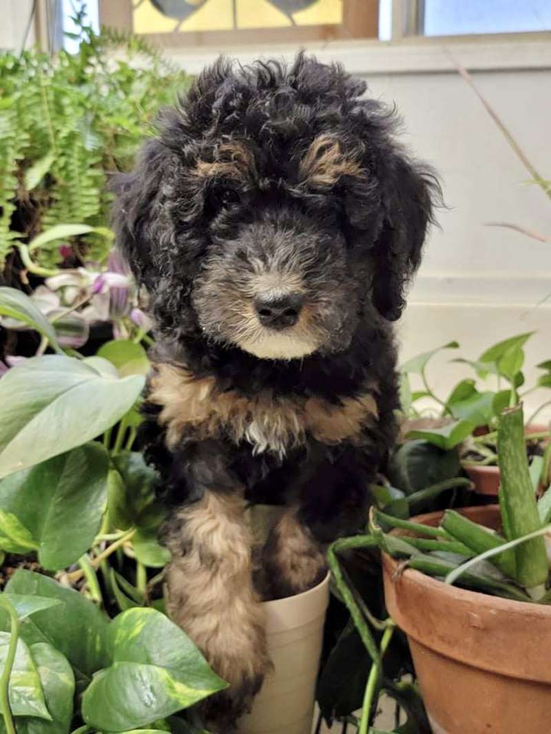 Mizpah and Rufus’ Yellow Boy - Bernedoodle Puppy from Trinity Alps Bernedoodles