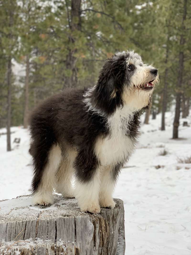 Rufus - Parent Dog at Trinity Alps Bernedoodles