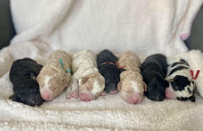 Marchi and Rufus’ Whole Litter - Bernedoodle Puppy from Trinity Alps Bernedoodles