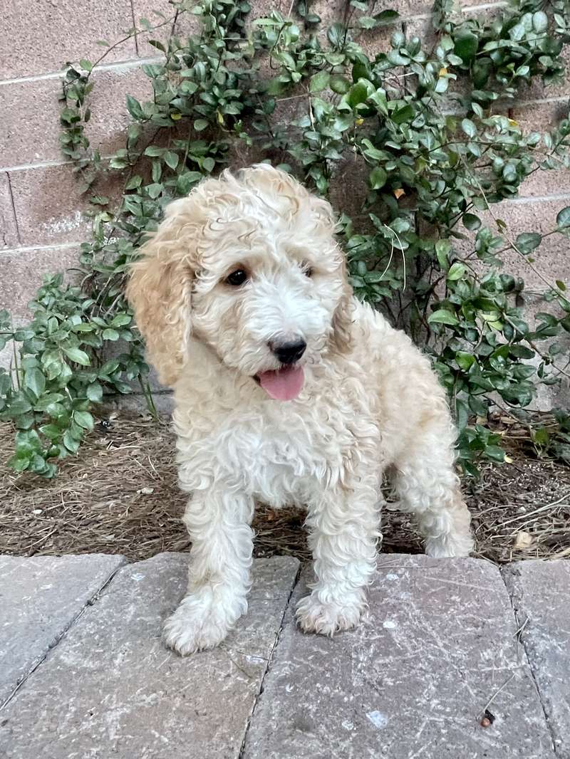 Marchi and Rufus’ Blue Boy - Bernedoodle Puppy from Trinity Alps Bernedoodles