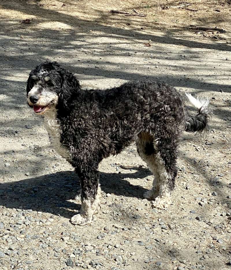 Audi Lou - Mother of the Litter from Trinity Alps Bernedoodles
